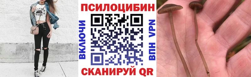 Галлюциногенные грибы Psilocybe  Купить закладки  Люберцы 